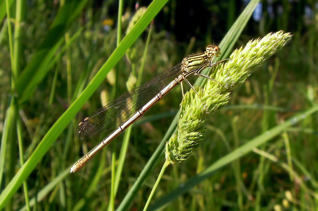 Platycnemis latipes ?? No, Platycnemis pennipes